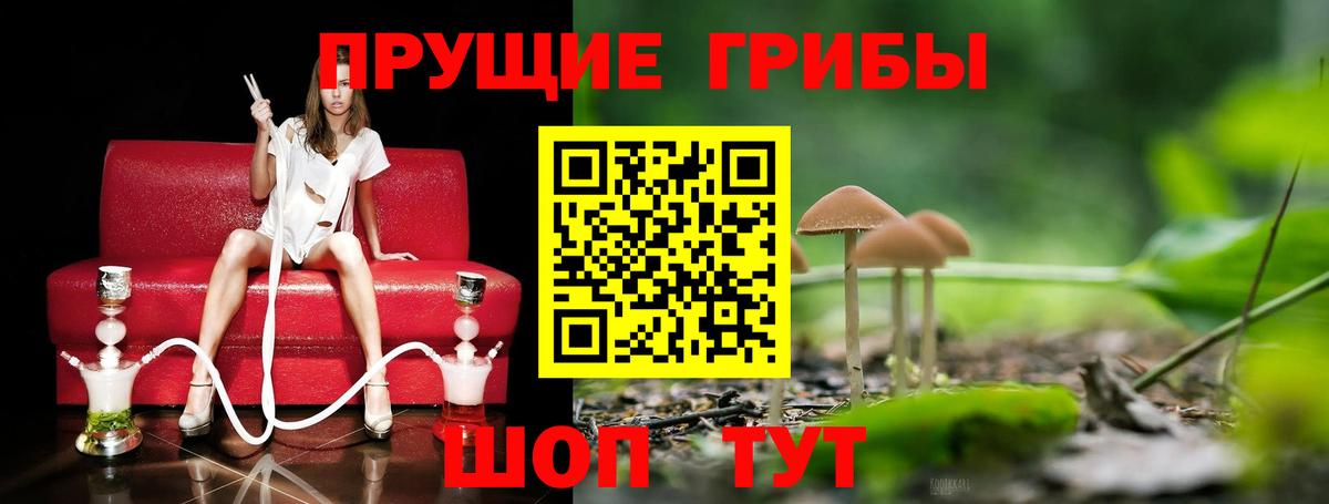 Псилоцибиновые грибы мицелий Новодвинск